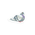Pigeon Sticker – Roost